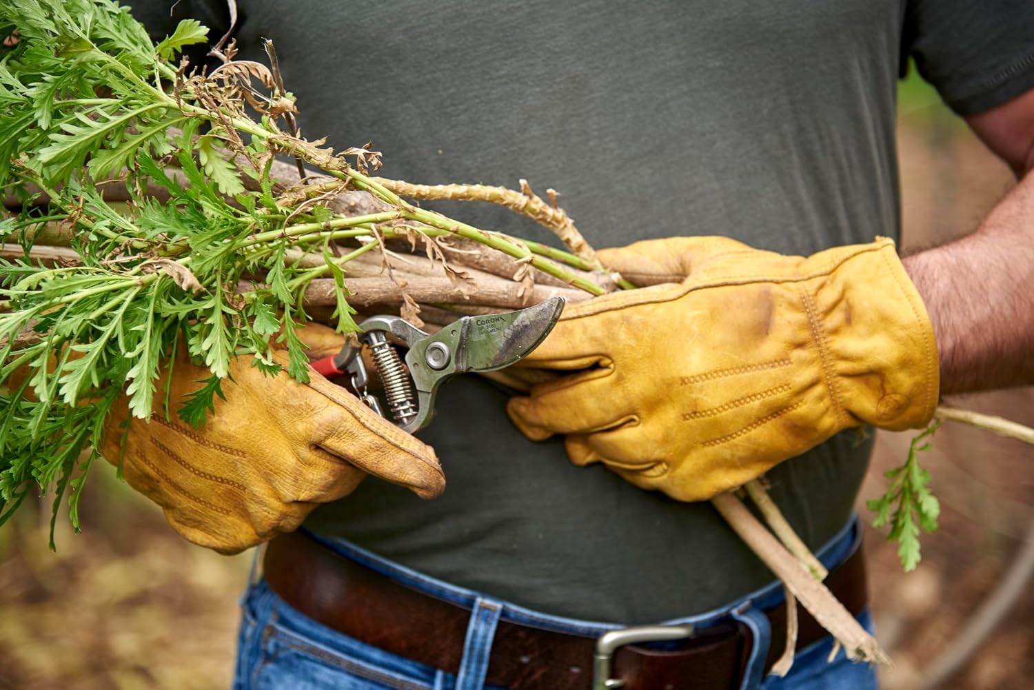 Gloved gardener holding the Corona pruner among stems.